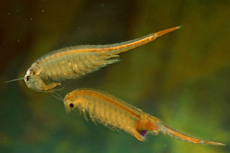 原创江苏现2亿年前物种仙女虾,比恐龙还老!为何它能生活这么久?