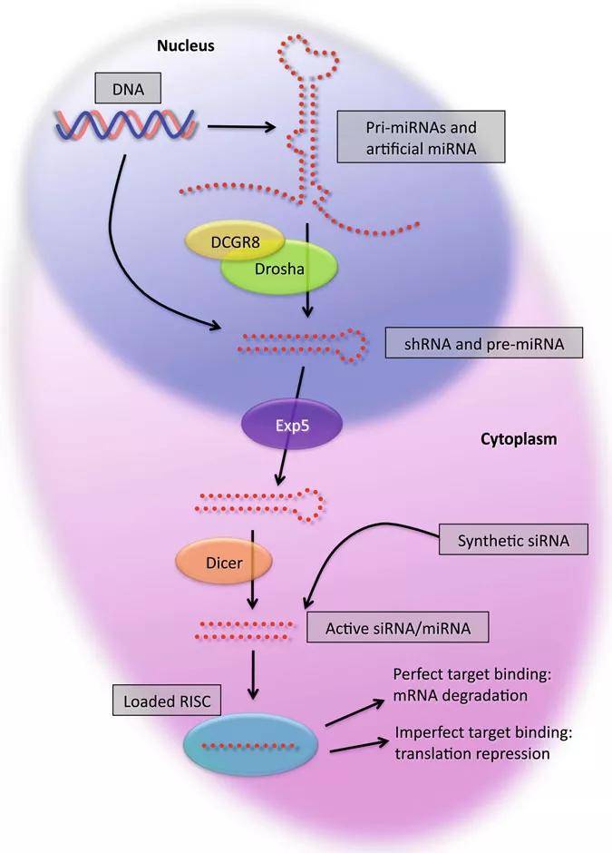 shRNA|『维真生物_RNA干扰』如何实现组织特异性干扰？