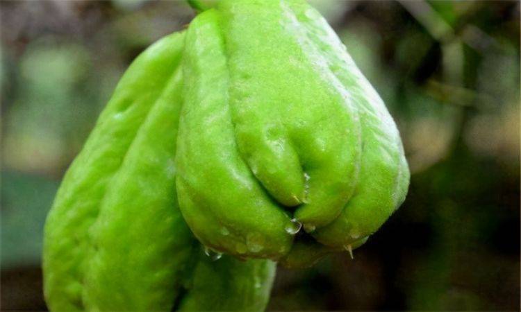 佛手瓜的功效与作用怎么吃 e08476dd7e0742fd8d8573f4004bd55a.jpeg