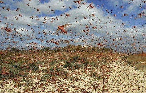 原创古代发生蝗灾时为啥灾民宁可挨饿也不吃蝗虫专家想但不能吃