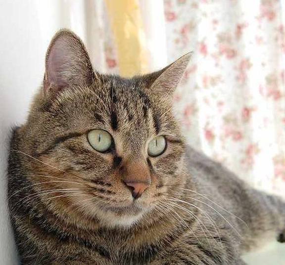 猫咪国内的流浪猫，外国人居然把它当宝，原来是有这种特殊能力