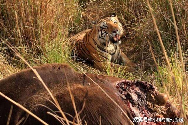 原創老虎和野牛誰厲害動物學家野牛是老虎的獵物