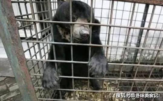 恶劣环境下的动物 2593fa6ab37d47c9bacf1394e57aa3d6.jpeg