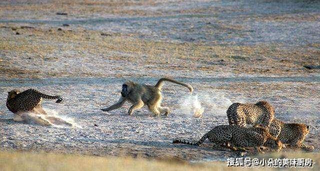 狒狒对战鬣狗 276dbd8174374108b3e81584ab32a2cb.jpeg