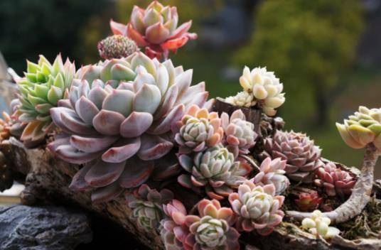 多肉小白药使用方法 7d422a31411d4fd5b134b8f0a0e5d7dc.jpeg