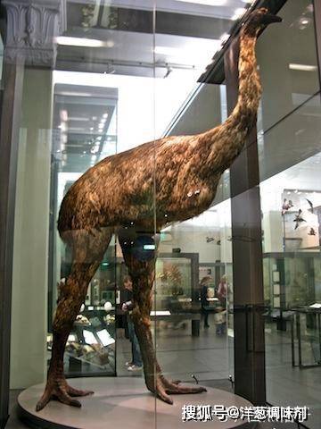 7种已灭绝的远古巨型生物 最后一种还是难逃被人类吃光的厄运!