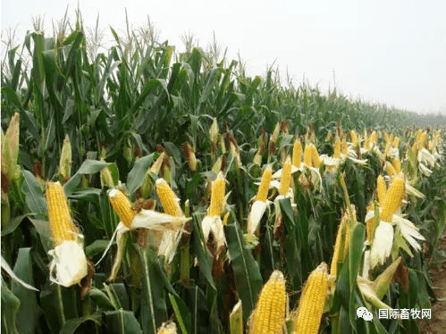 企业|好消息!新粮即将上市,饲料连续的上涨或将按下暂停键
