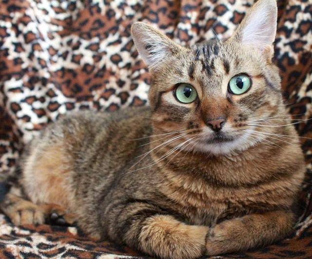 经济为什么养了狸花猫后，对其他猫就不感兴趣了？这几点让我爱了