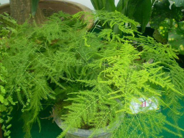 怎么挑选好的文竹 e1f01326befe4bc98032704b9f06f7bd.jpeg