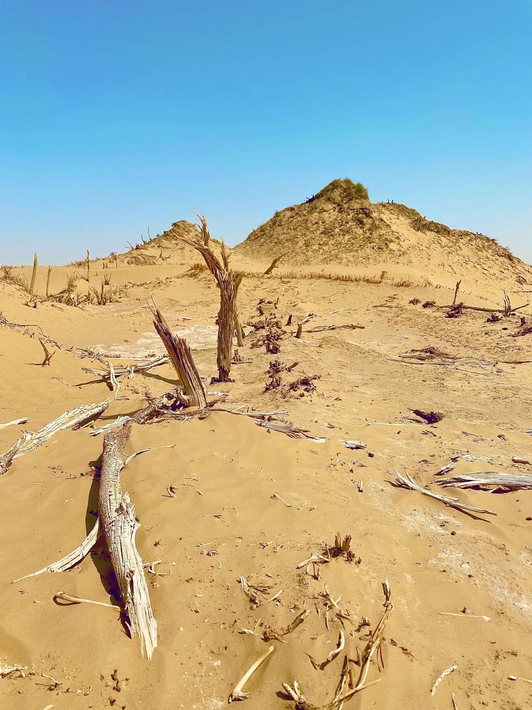 刘予儿|亲历尼雅遗址，感受中国葡萄酒的文化起源