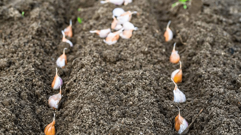 大蒜種植戶注意好這五項管理增產20不是問題