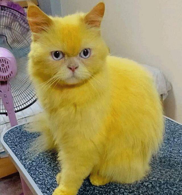 原创波斯猫被染成黄色网友刚要谴责主人别急这是治病偏方