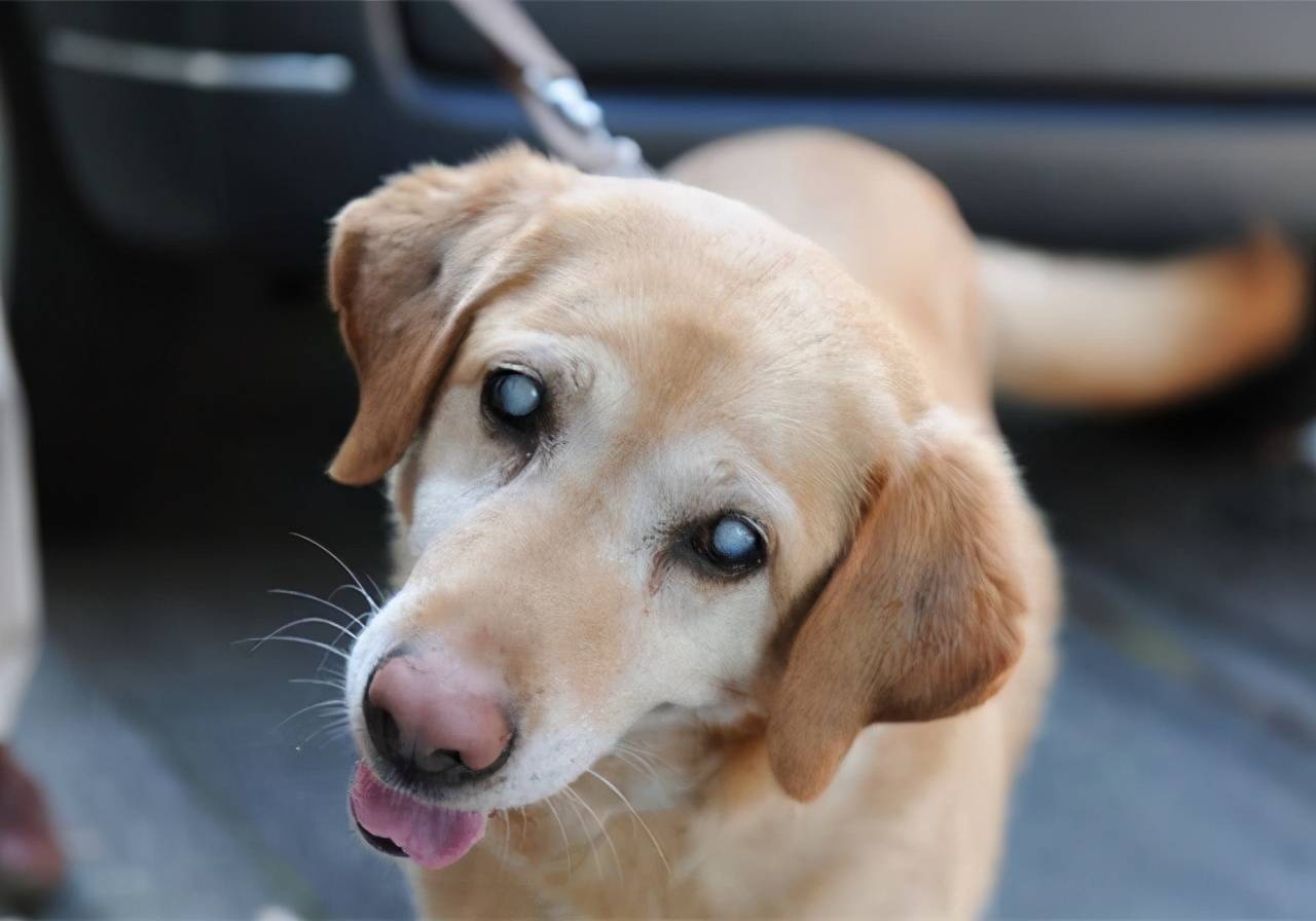 狗为啥会得白内障 894034e6b9674743b1dd31dd463da558.jpeg