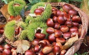 生活|立秋后，晚上当零食吃一把，补气益血，健脾胃，降血压，早食早好