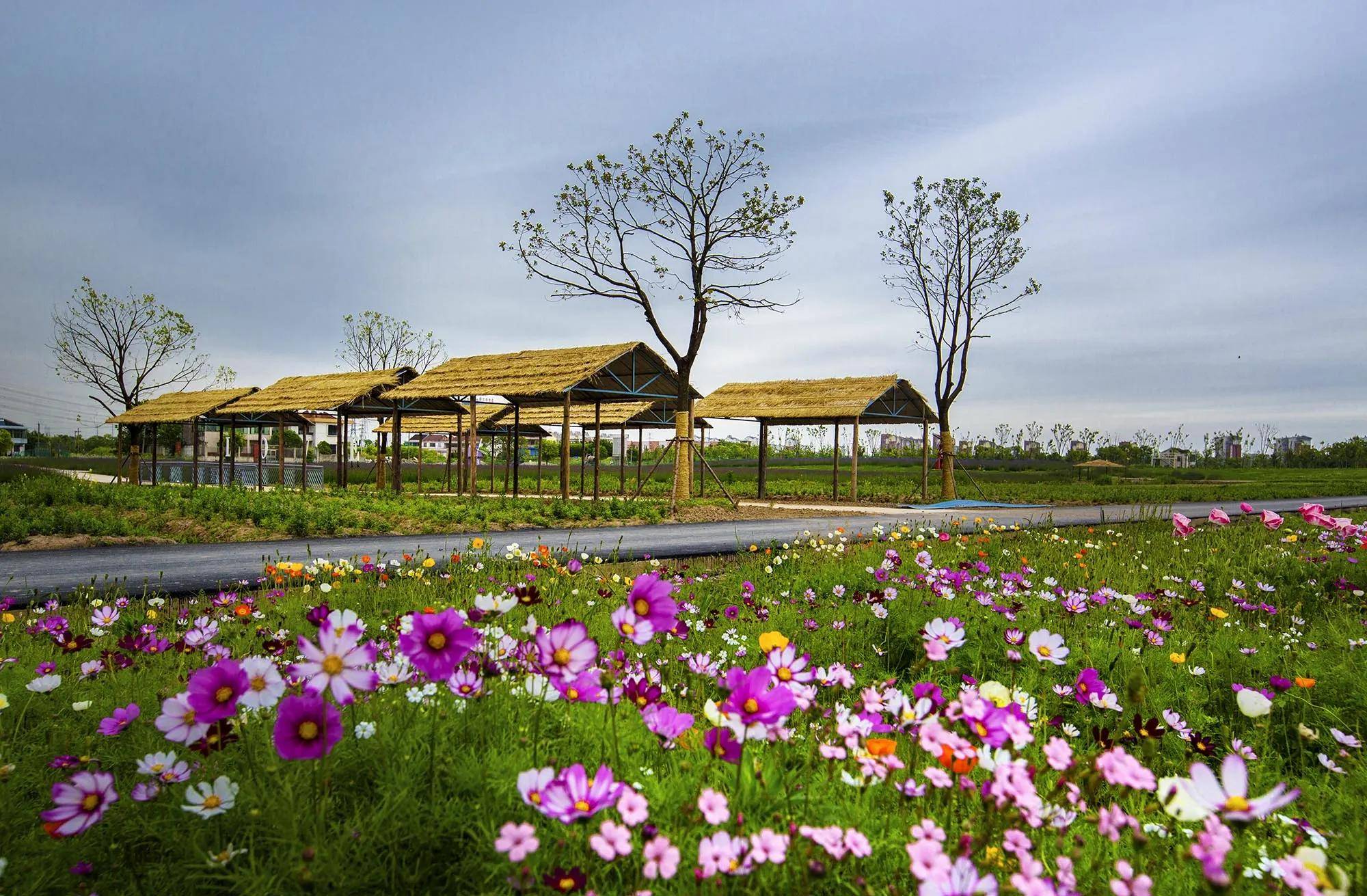 长三角|“活力长三角 奔跑在苏州”女王跑系列赛张家港沙洲新城站10月16日开跑