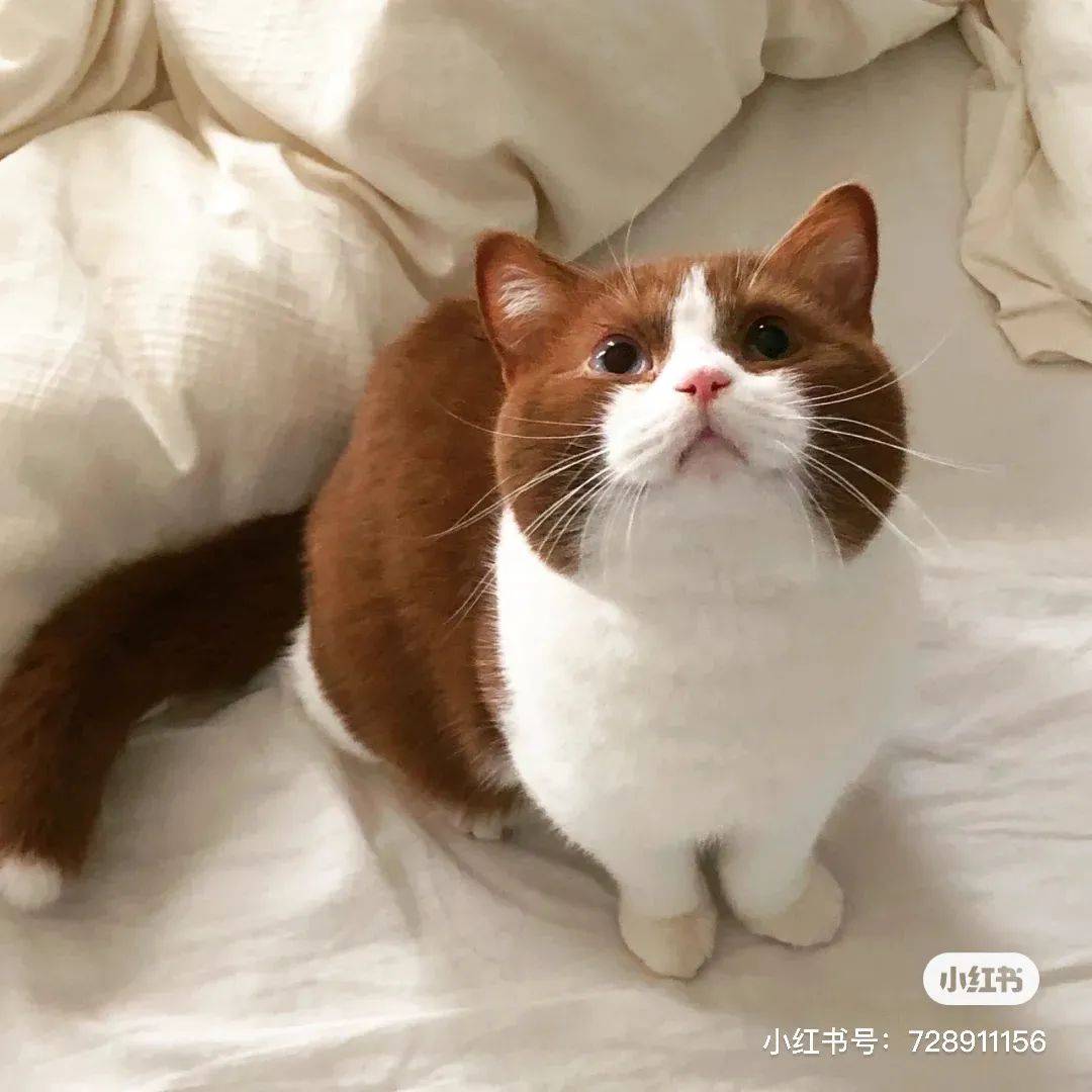 金发碧眼双眼皮这猫我说一句橘中最美不过份吧