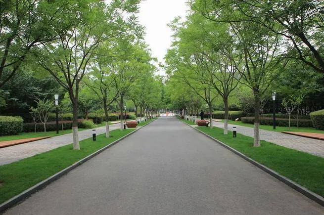 什么是四旁绿化