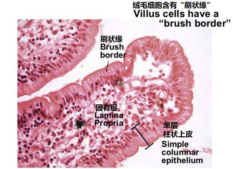 儿童腹泻要重视,找出原因对症下药