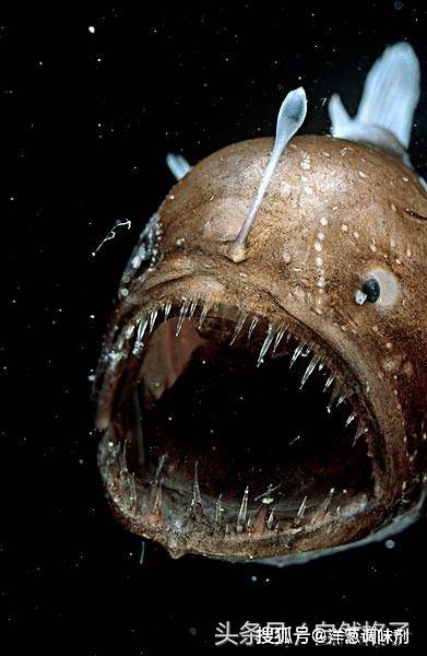 这种怪鱼长着一张大嘴、能用诱饵捕食、交尾方式稀奇古怪_搜狐网