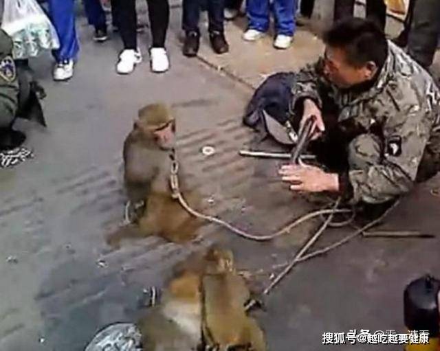 小猴子跟主人街头卖艺，不料却频频出错，引来围观群众哄笑