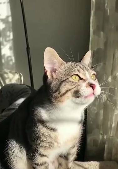 猫咪狸花猫为勾引燕子抓来玩，居然学会了鸟叫，网友：论外语的重要性