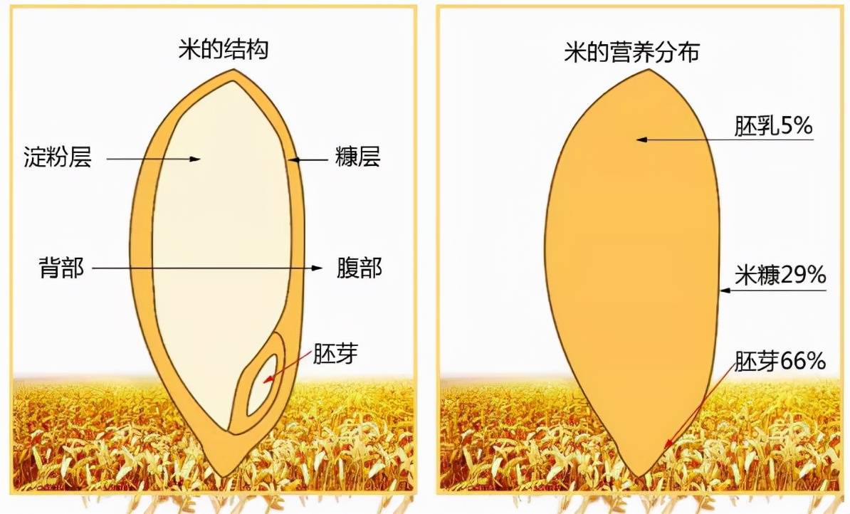 胚芽米是高营养米,那么胚芽米的好处和功效是什么?看完就知道了