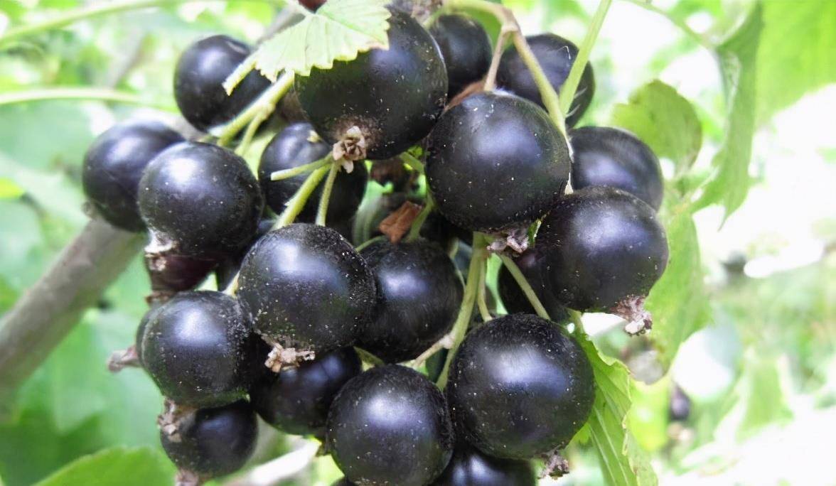 夏天想身体好,多吃的食物,给皮肤补水,防止皮肤变得粗糙,美容_柳菜