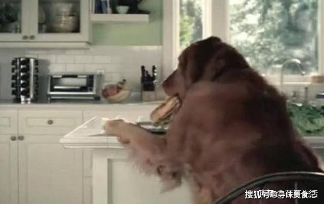 错事|金毛偷吃主人早餐,怕被发现后挨打,竟将错事扣在猫咪头上