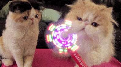 一只猫会舔你吗 70e1e36528b549d99f8f12aac1f210ef.jpeg