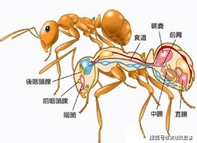 蚂蚁没有大脑生活在二维空间它们真看不见人类吗