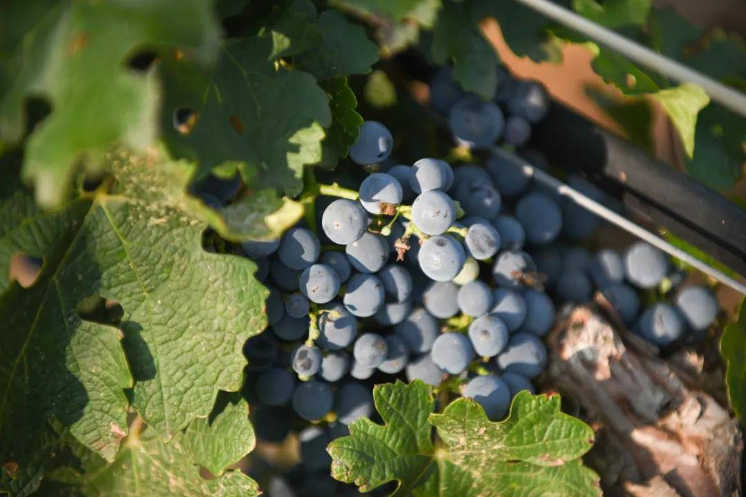 葡萄|宁夏贺兰山东麓的葡萄酒,真的值得夸一波
