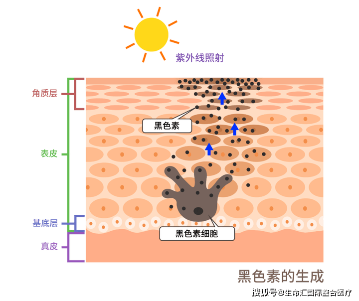 多巴|生命汇国际整合医疗分享美白黄金时间，让你美白效果加倍！