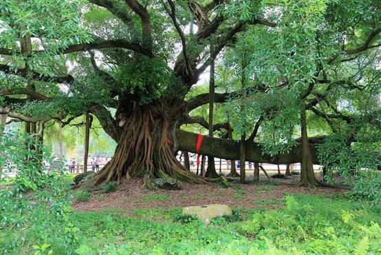 独木成林！百岁榕树长在石头上，“腹中”还藏着一座寺庙