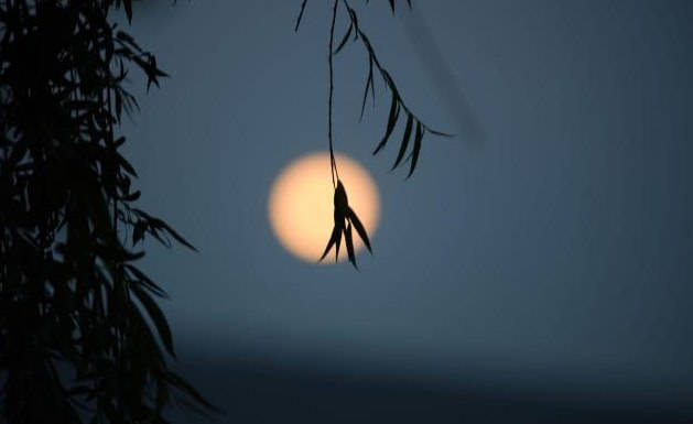 诗词鉴赏风月满庭花正香十二首秋夜的诗词一念秋风起一念相思长