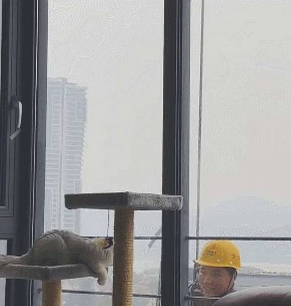 因为|加菲猫阳台晒太阳，遇到窗外玻璃清理工：叔叔比我还皮，注意安全