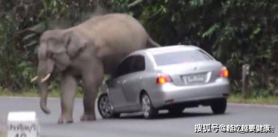 车主途中偶遇大象，鸣笛想让它让路，结果惹怒大象结局惨不忍睹