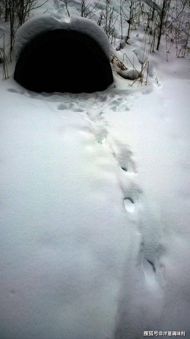 这种野生大猫咪不惧大灰狼,却喜欢躲进公路管道里_猞猁