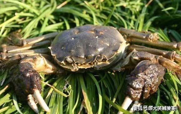 如何种植大闸蟹 9057885ac9f540a78581be13d8455b98.jpeg