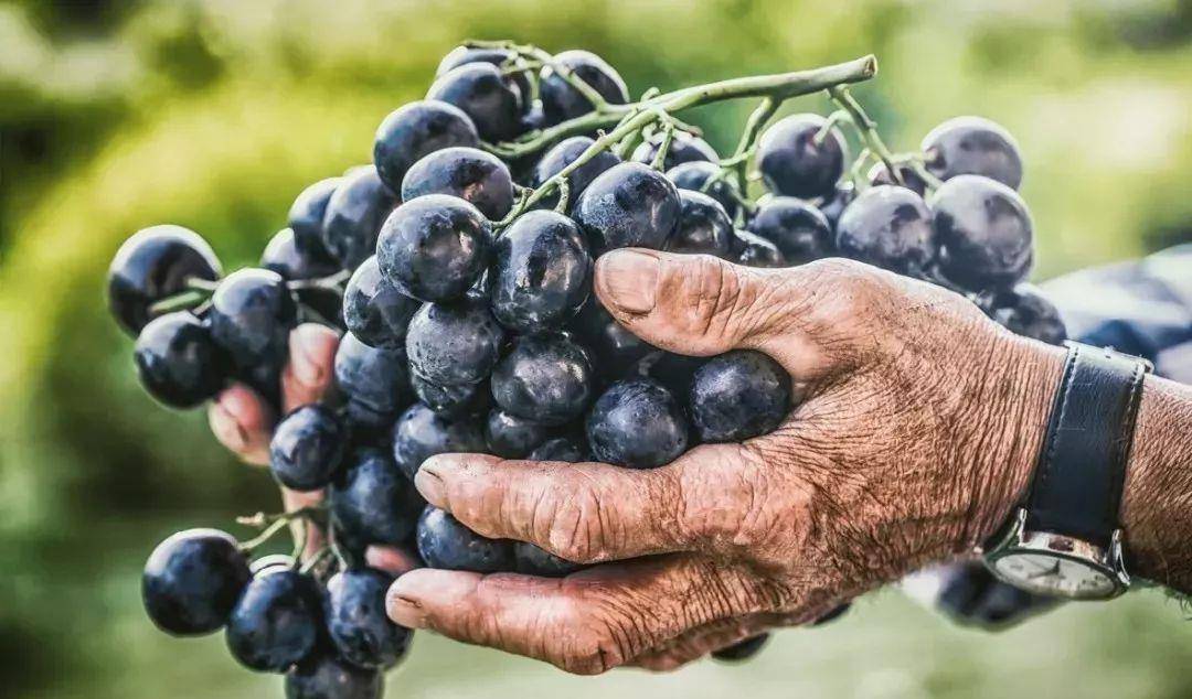 白霜|酿葡萄酒时,3个诀窍要记住,30年酿酒大师:做错你的酒白酿了