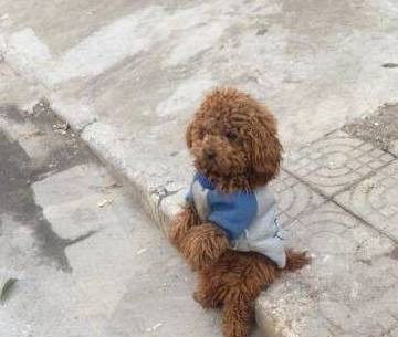 乌龟的视频搞笑 70d1d7f7459c4940a74fb10a9fcc4c6b.jpeg