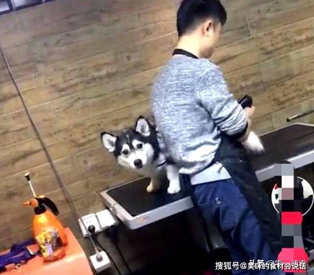 因为|哈士奇和柯基相爱，串出了只“哈士基”，主人拍照后意外走红