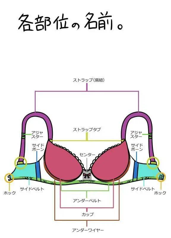 动漫胸罩画法图片