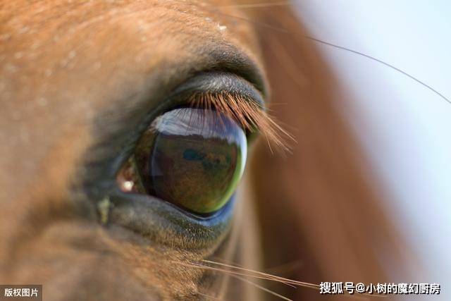 原創達爾文的困惑:生物的眼睛是如何進化出來的?