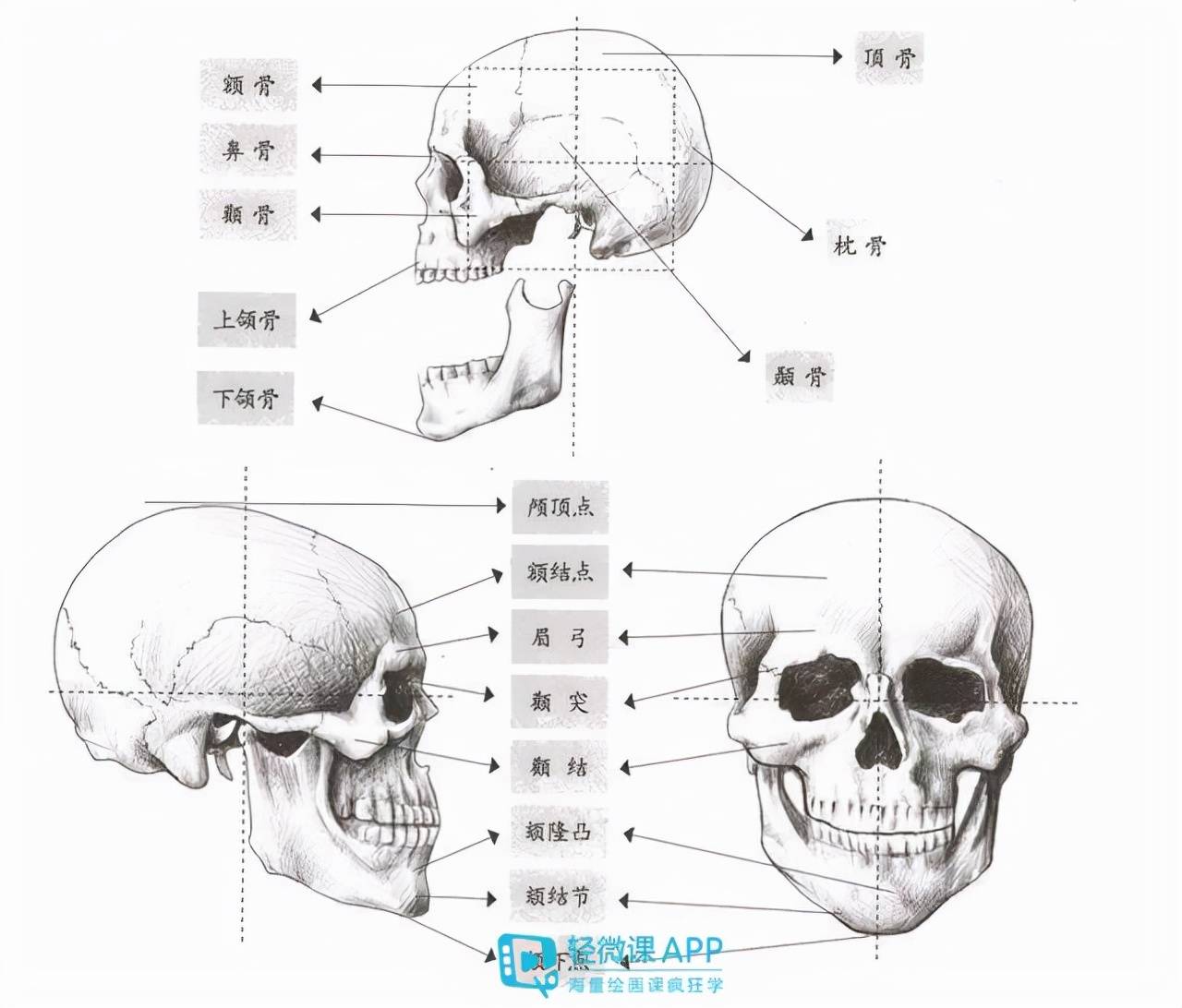在讲如何画多角度人物面部之前,我们必须要先了解头部结构,头部在人体