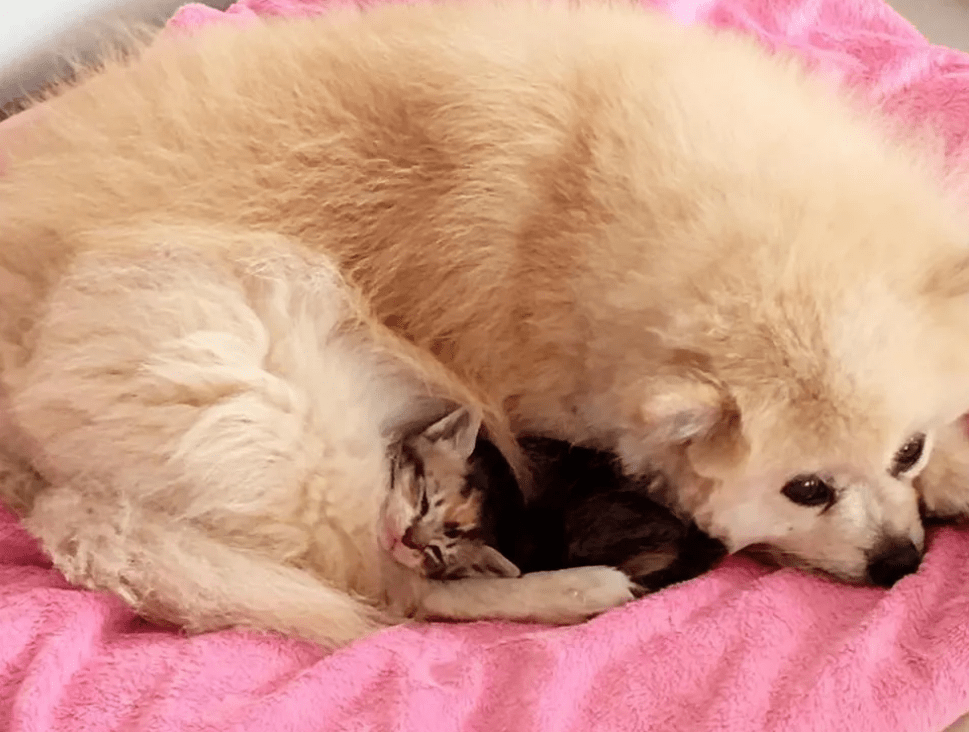 原创狗狗带回一只奶猫,领着猫咪向主人撒娇:猫咪这么可爱快带它回家