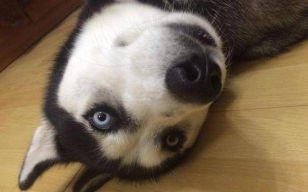 小陈|柯基意外生下二哈的独子，小串串长得挺有个性，主人见到笑开了花