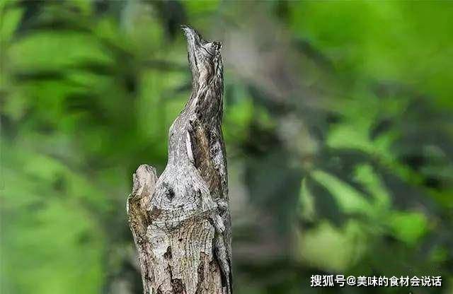 动物拟态伪装有多厉害 和环境完美融合 最后一个还真有人找不到 进化