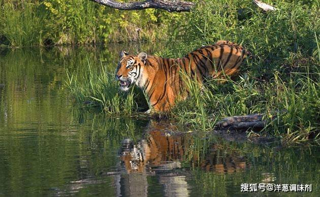 狗为啥怕猫科动物 88a795fa8c984d8ebb9aef0556105eee.jpeg