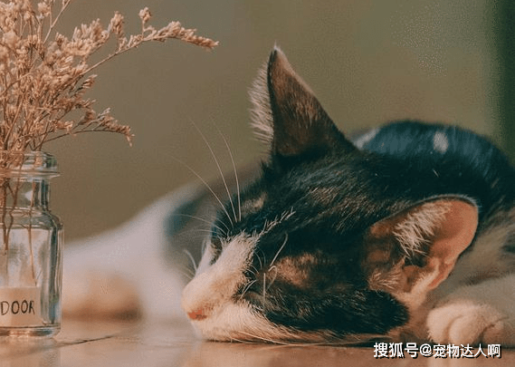 如何让自己更有野性 c861990a470c43ddb54d6f7a703063f3.png