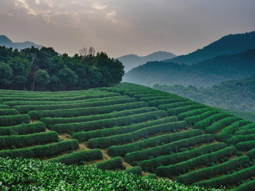 信陽黑白龍潭萬畝茶園